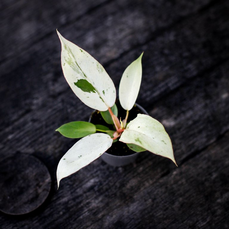 Philodendron 'Snowdrift' 6 cm