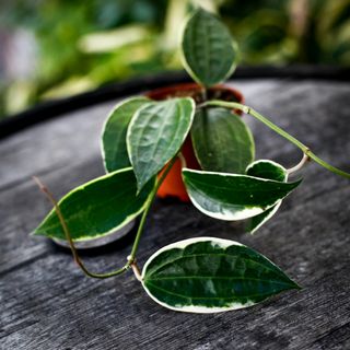 Hoya latifolia 'Albomarginata' 9 cm