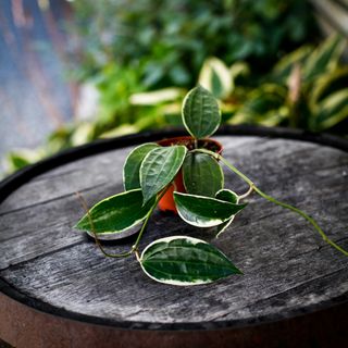 Hoya latifolia 'Albomarginata' 9 cm