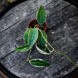 Hoya latifolia 'Albomarginata' 9 cm