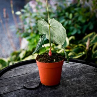 Anthurium clarinervium 12 cm