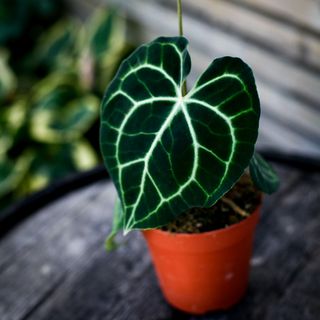 Anthurium clarinervium 12 cm