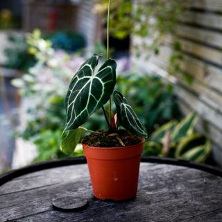 Anthurium clarinervium 12 cm