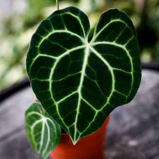 Anthurium clarinervium 12 cm