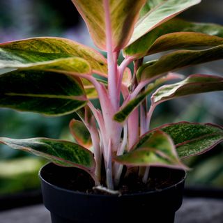 Aglaonema 'Salmon Fantasy' 12 cm