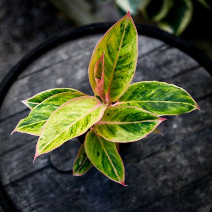 Aglaonema Salmon Fantasy
