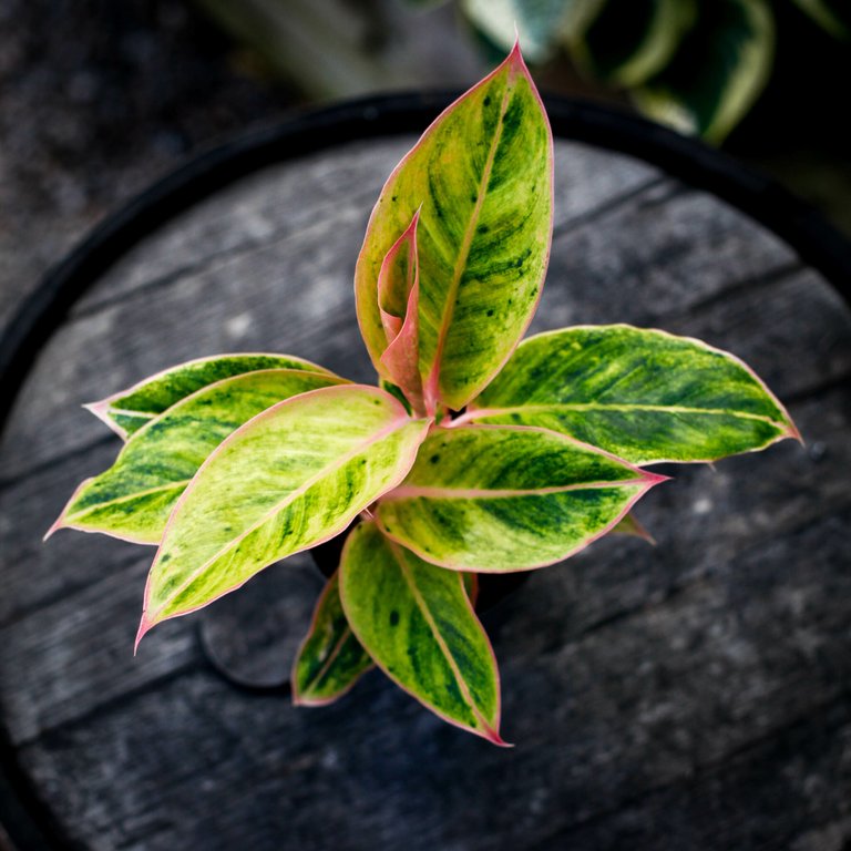 Aglaonema 'Salmon Fantasy' 12 cm KAMPANJ
