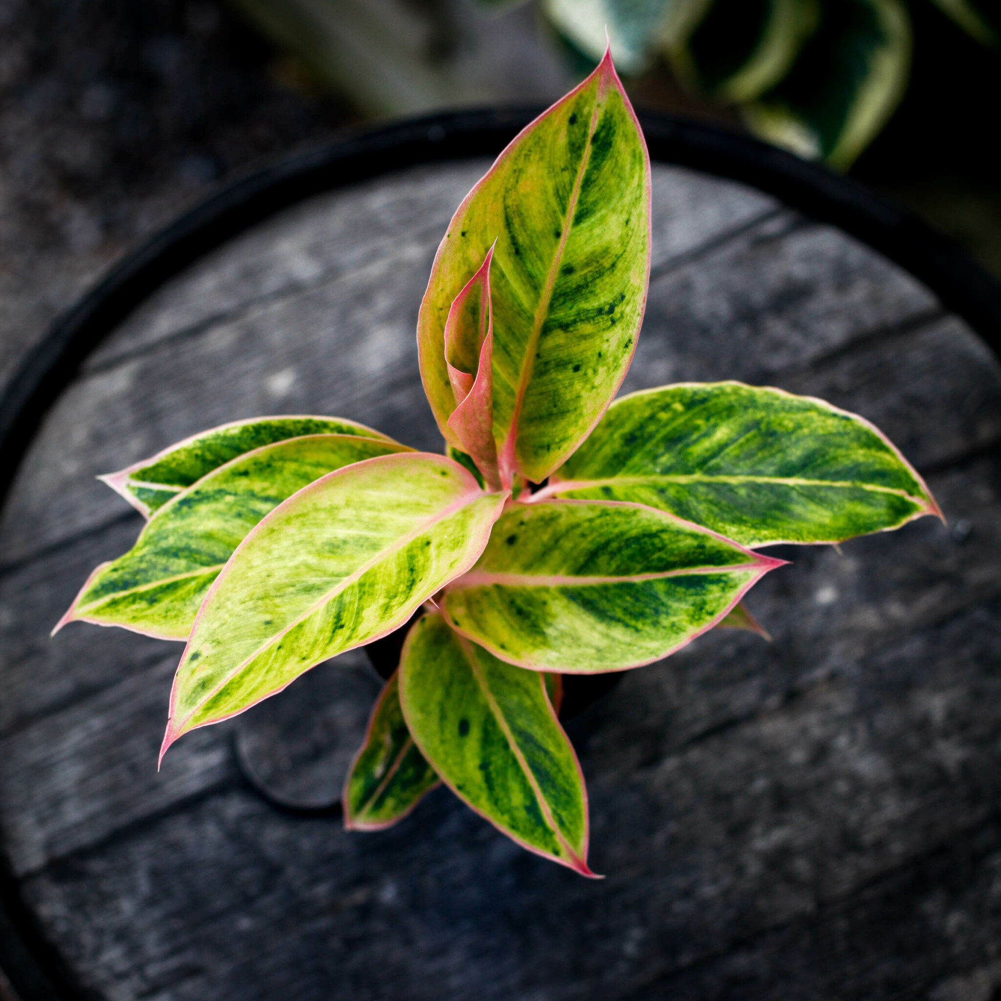 Aglaonema Salmon Fantasy med rosa och gröna blad