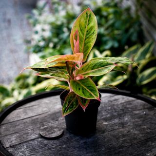 Aglaonema 'Salmon Fantasy' 12 cm