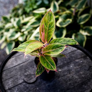 Aglaonema 'Salmon Fantasy' 12 cm
