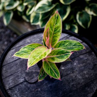 Aglaonema 'Salmon Fantasy' 12 cm