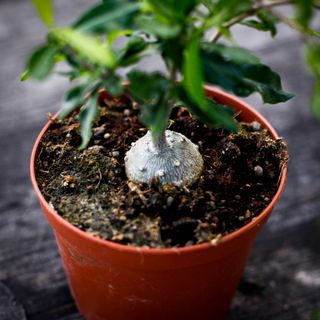 Fockea edulis 10,5 cm