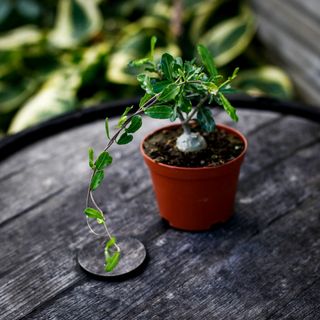 Fockea edulis 10,5 cm