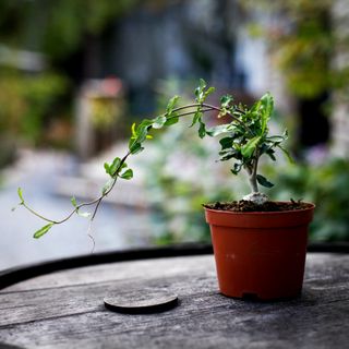 Fockea edulis 10,5 cm