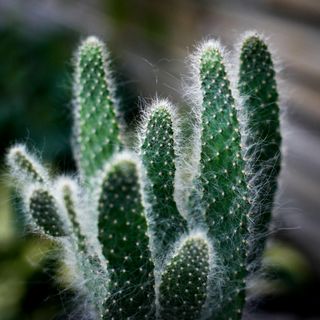 Opuntia 'Blue Ale' 12 cm