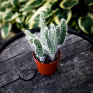 Opuntia 'Blue Ale' 12 cm