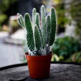 Opuntia 'Blue Ale' 12 cm