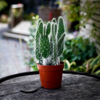 Opuntia 'Blue Ale' 12 cm