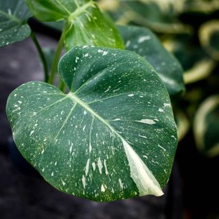 Monstera deliciosa 'Thai Constellation' 12 cm