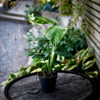 Monstera deliciosa 'Thai Constellation' 12 cm