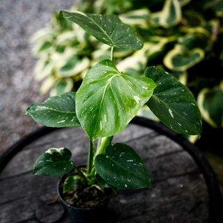 Monstera deliciosa 'Thai Constellation' 12 cm