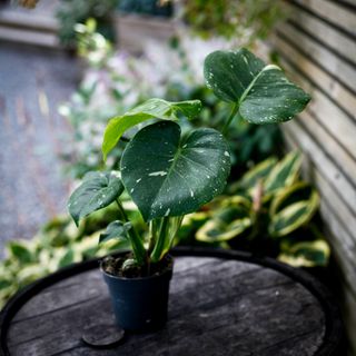 Monstera deliciosa 'Thai Constellation' 12 cm