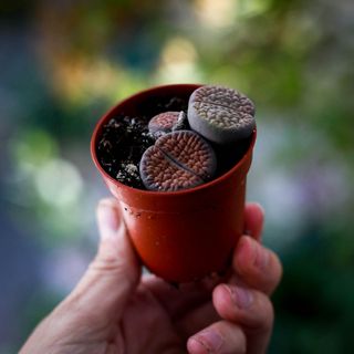 Lithops leslei