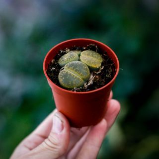 Lithops leslei