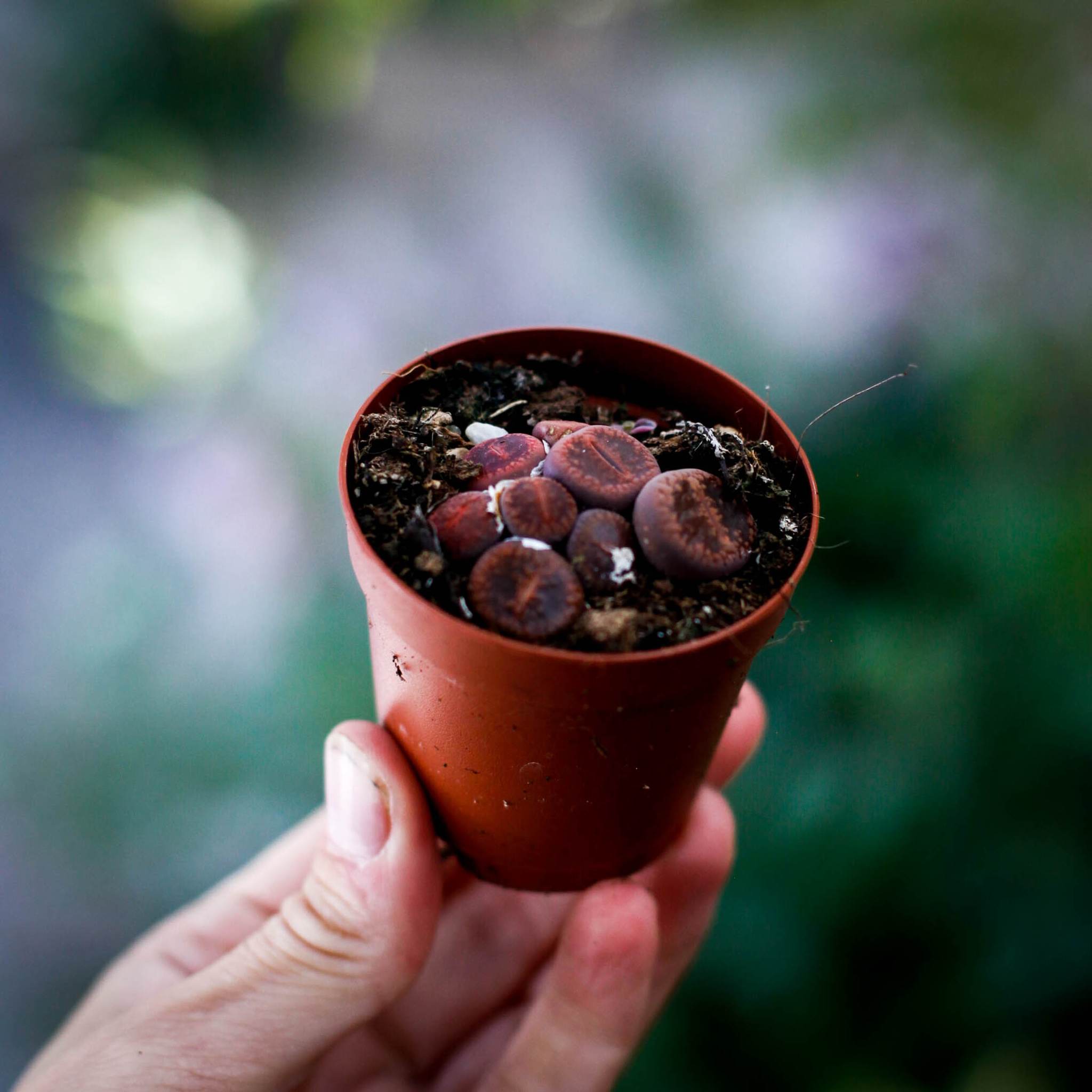 Rödbruna Lithops i liten kruka