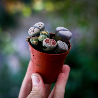 Lithops leslei