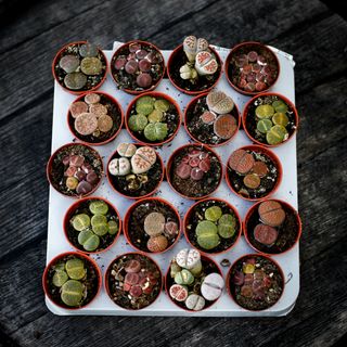 Lithops leslei