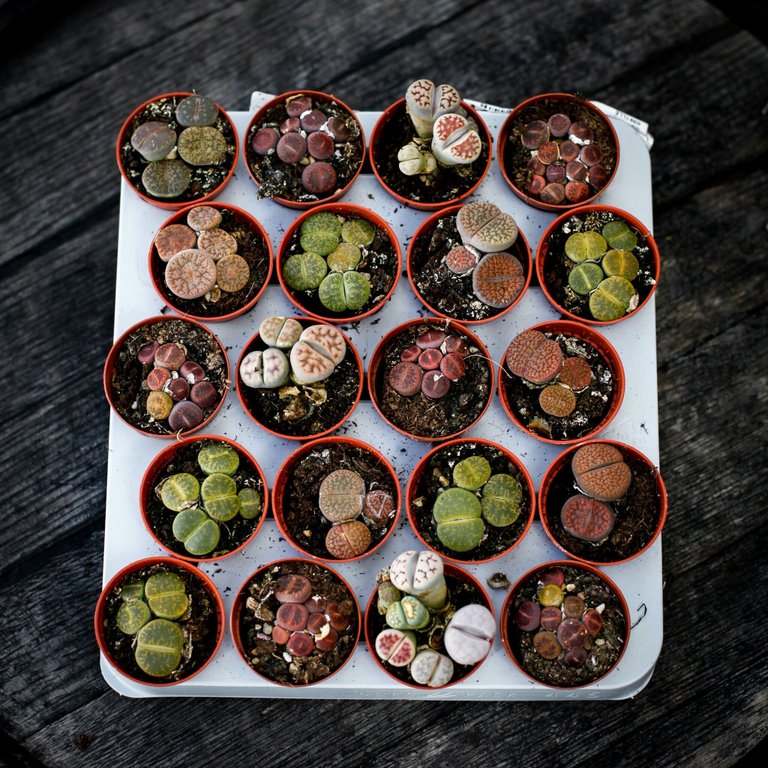 Lithops leslei 5,5 cm