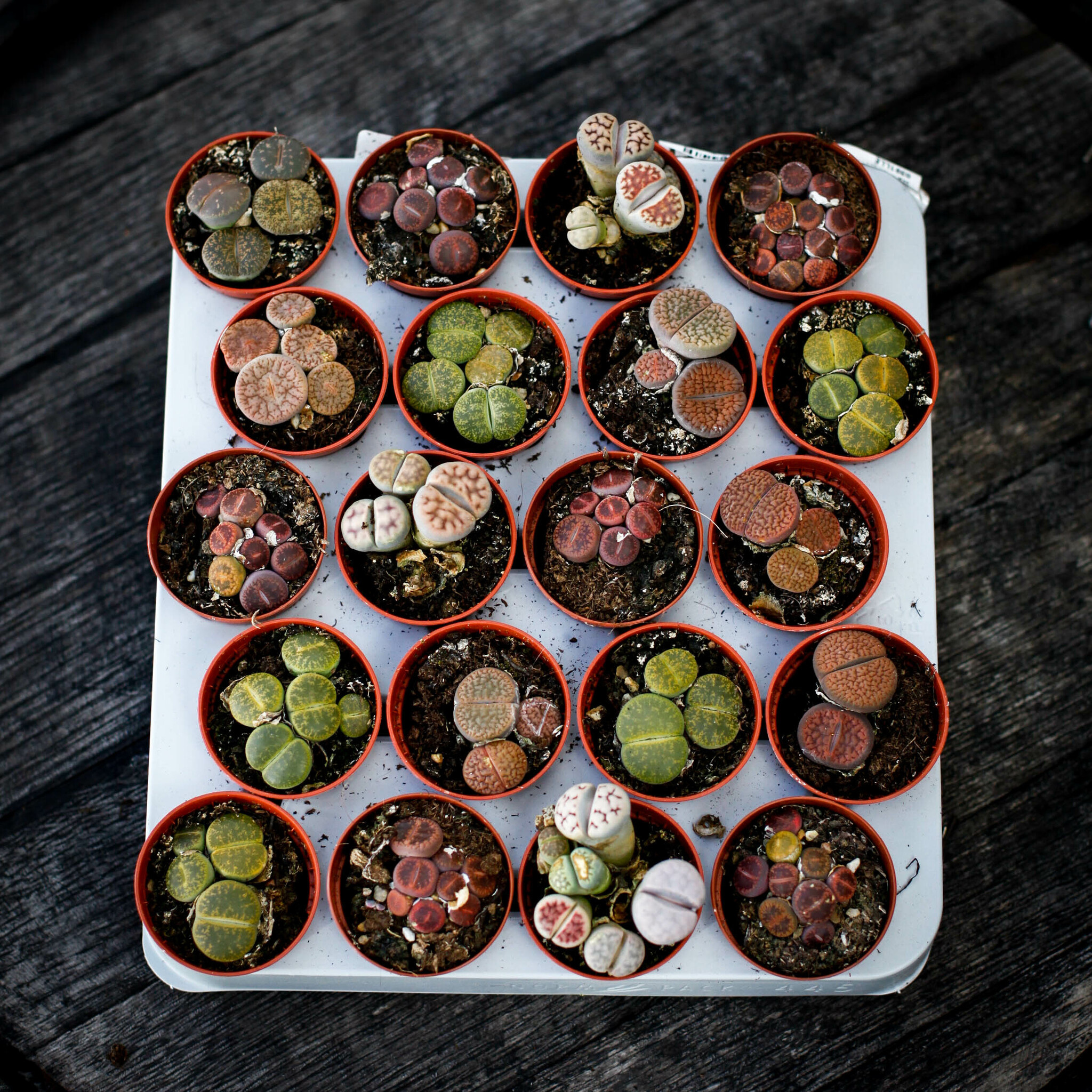 Lithops levande stenar i små krukor