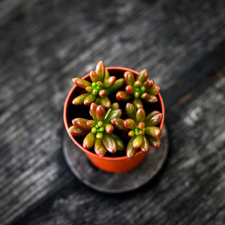 Sedum - Fetknopp