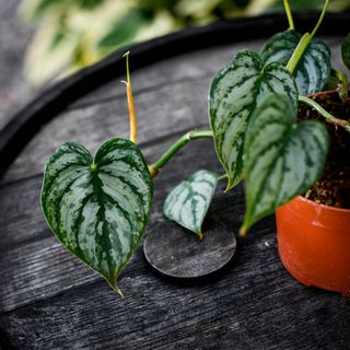 Philodendron brandtianum 12 cm