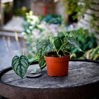 Philodendron brandtianum 12 cm