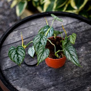 Philodendron brandtianum 12 cm