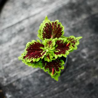 Palettblad 6 cm (Okänd sort)