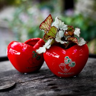 Minikruka Plantmom hjärta