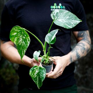 Monstera 'Variegata'