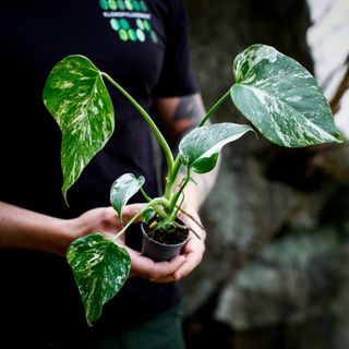 Monstera 'Variegata'