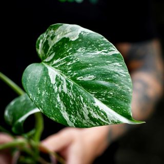 Monstera 'Variegata'