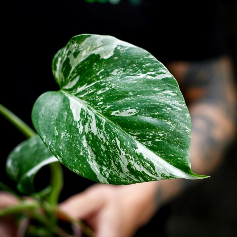 Monstera 'Variegata' 6 cm