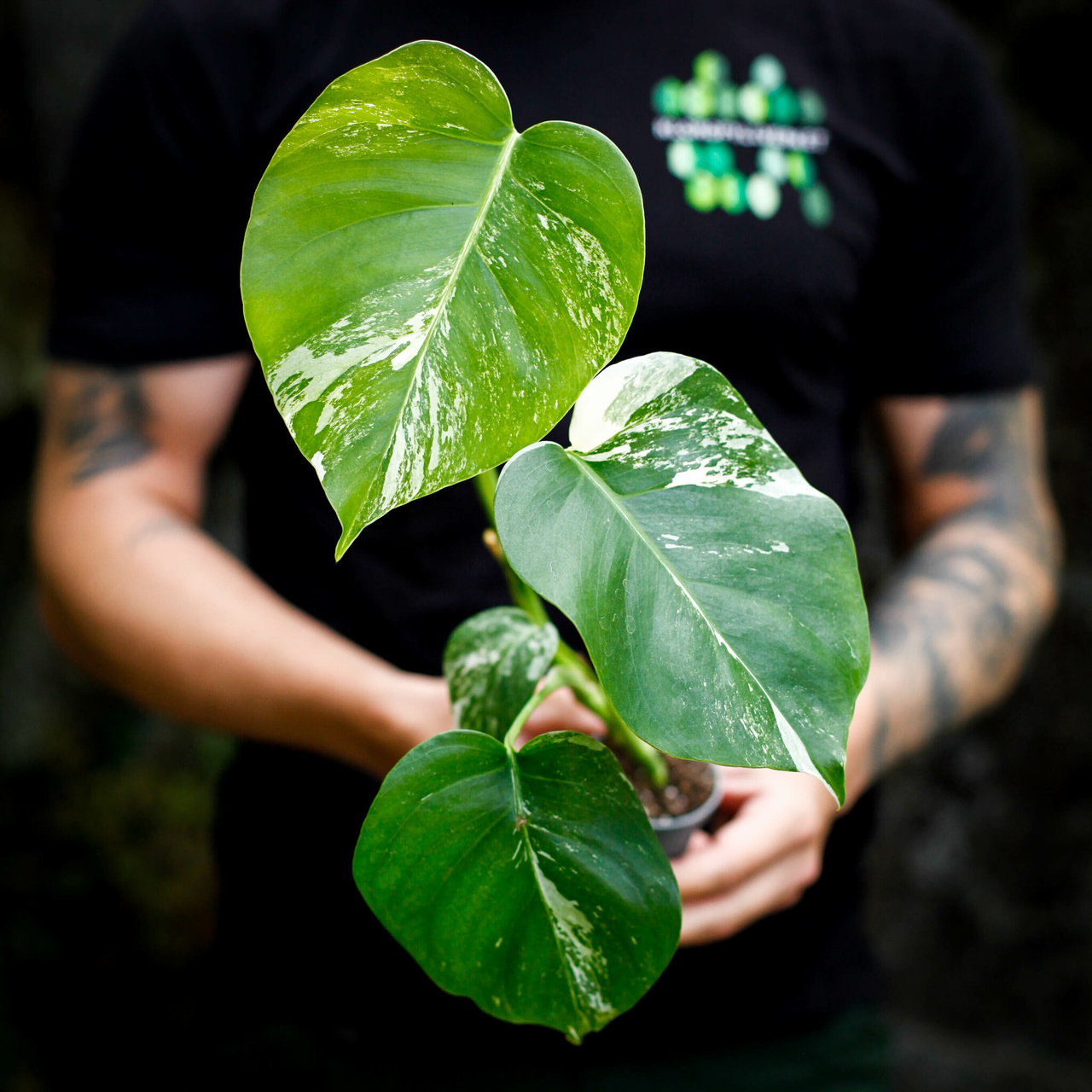 Monstera Variegata med vitgrön variegering