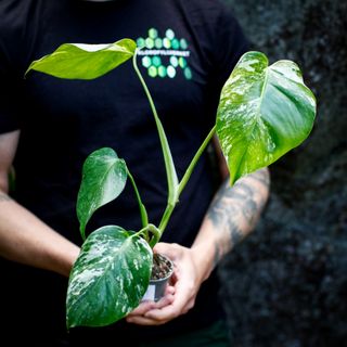 Monstera 'Variegata' nr. 9