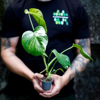 Monstera 'Variegata' nr. 9