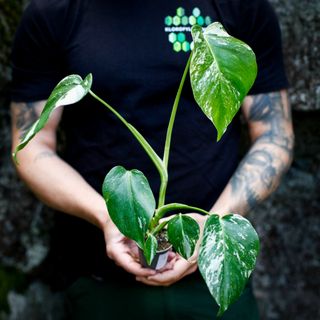 Monstera 'Variegata' nr. 9