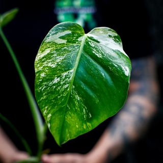 Monstera 'Variegata' nr. 9