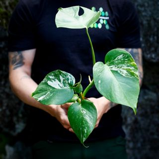 Monstera 'Variegata' nr. 10