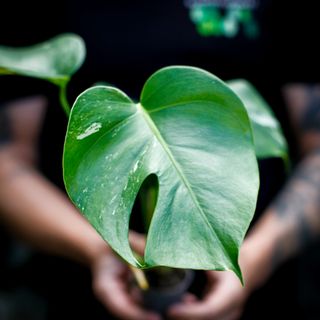 Monstera 'Variegata' nr. 10